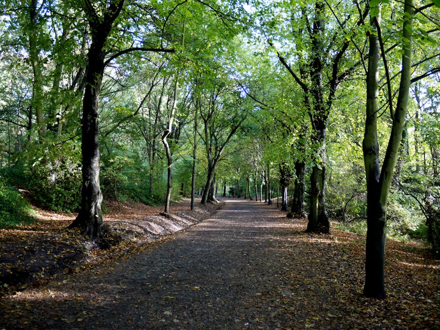 A person walking along a dirt path in a park area with two small brown dogs on a lead, surrounded by leafless trees and green grass in the foreground. The middle ground shows a gently sloping landscap